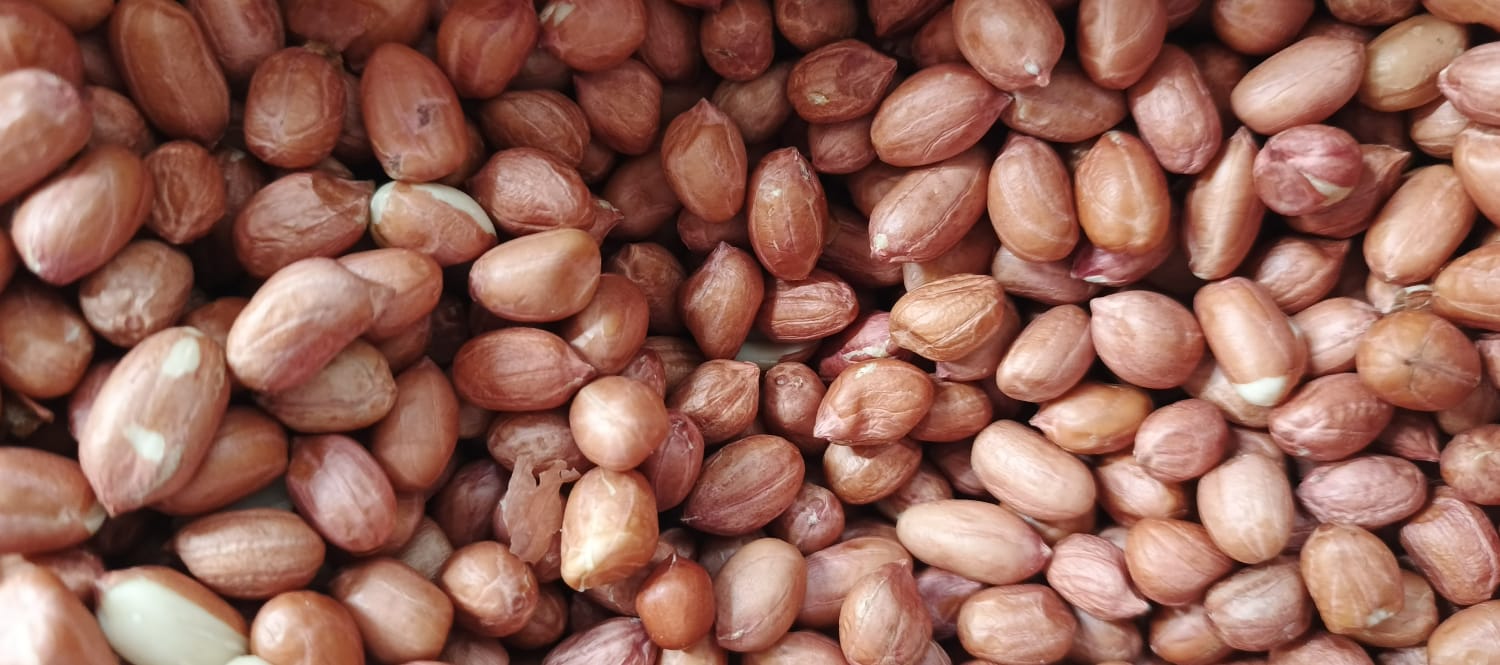 Арахіс Болд/Ява