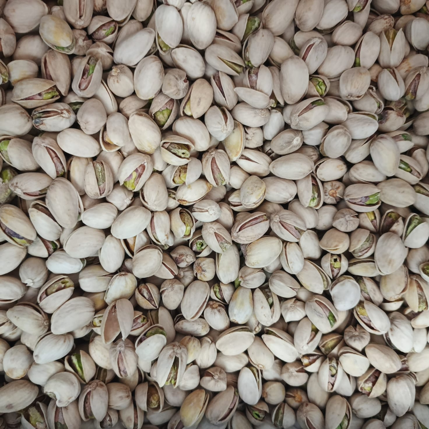 Фісташка Каліфорнія