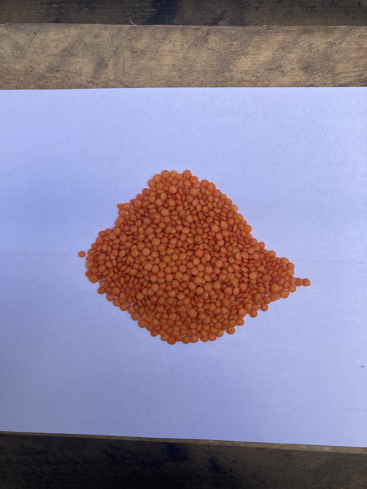 Сочевиця червона