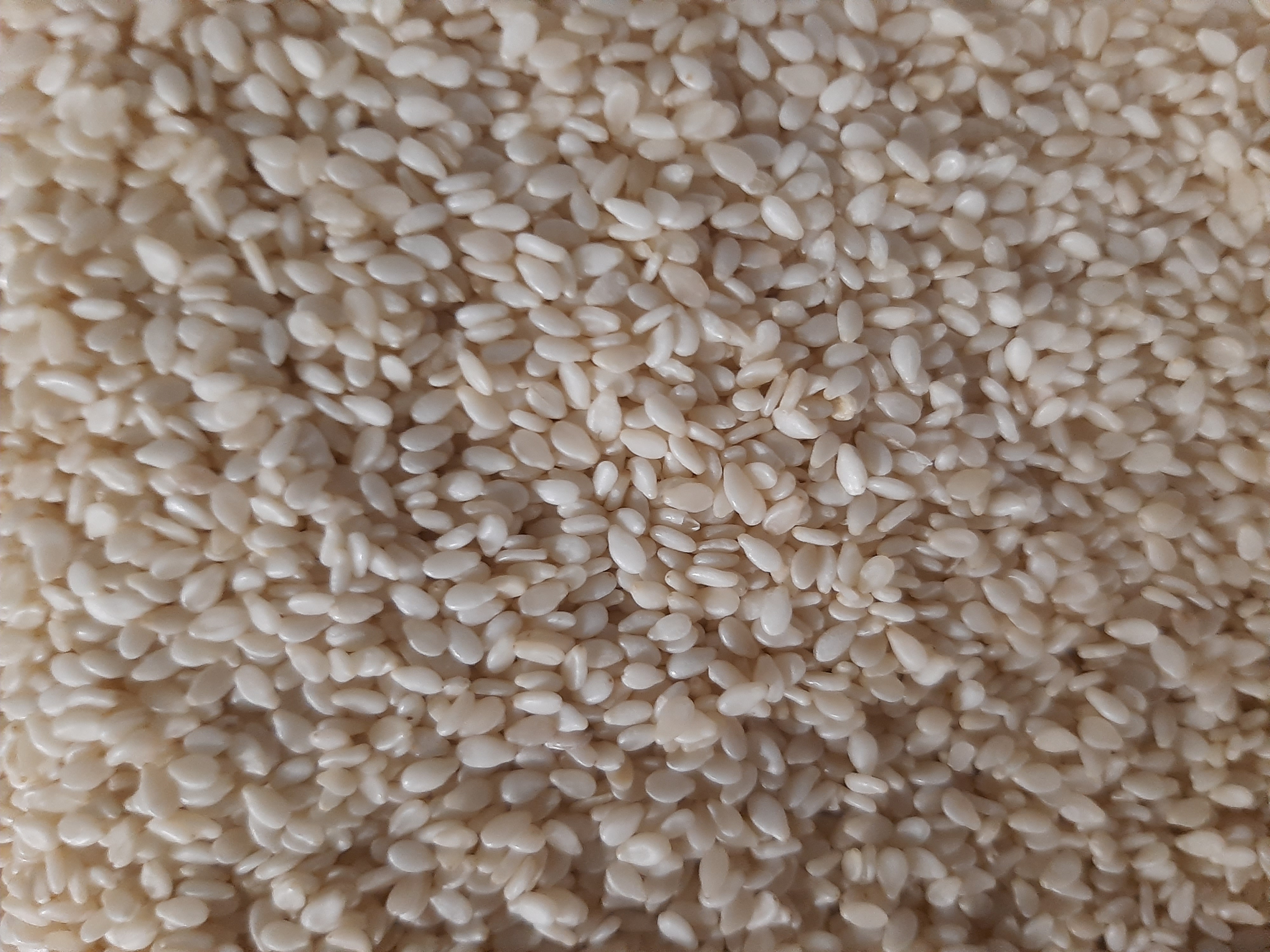 Кунжут білий