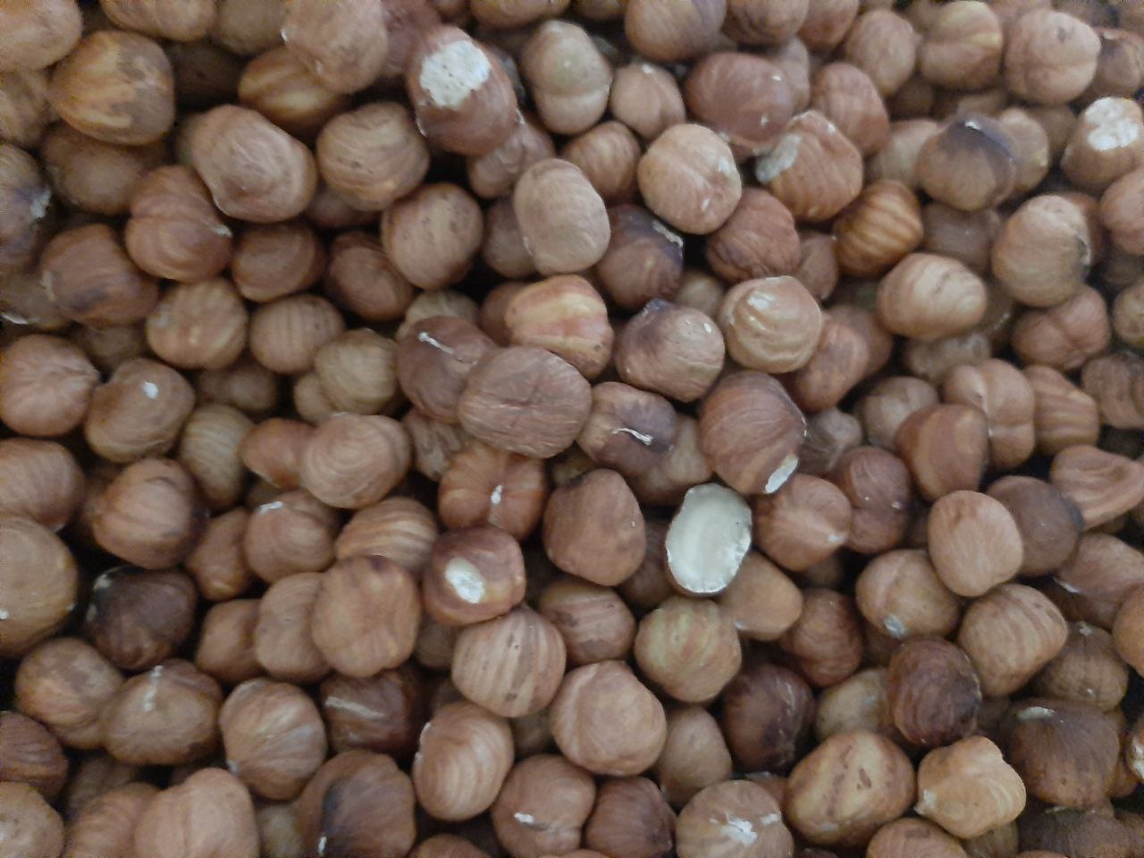 Фундук сушений